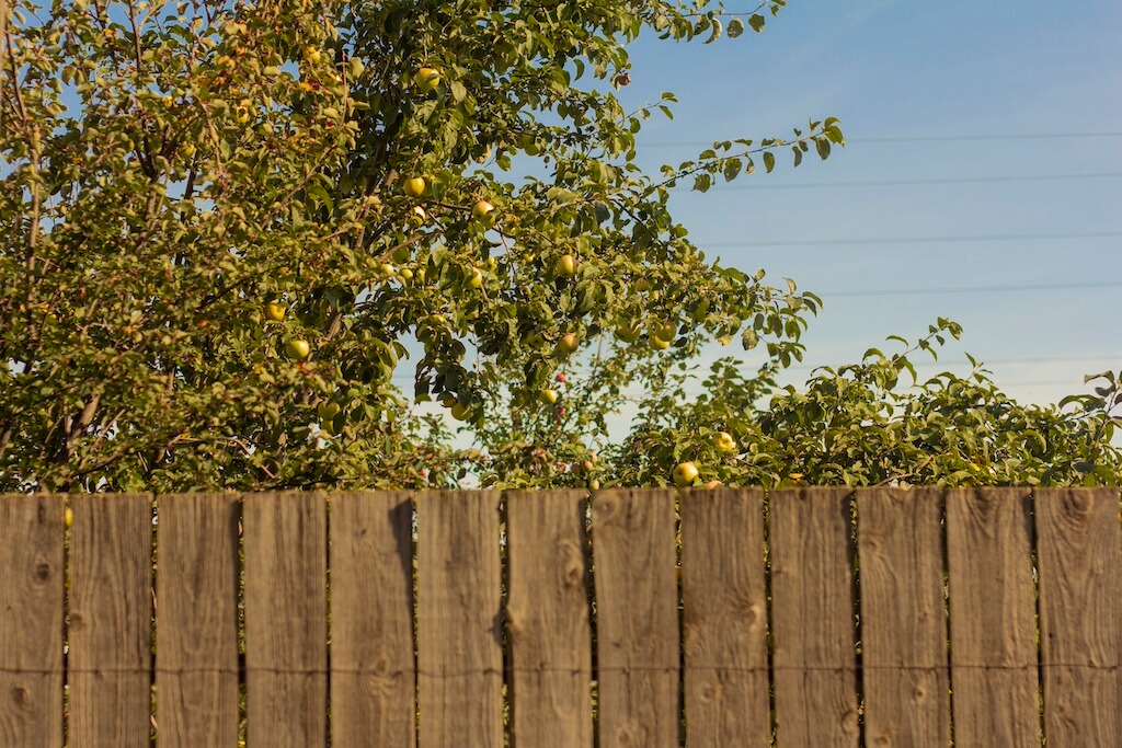 Gałęzie i korzenie sąsiada na mojej działce, owoce, owady, zagrożenie dla nieruchomości