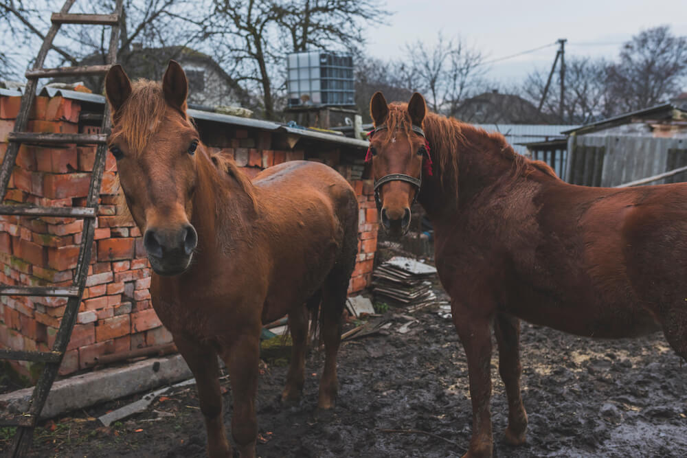 Wybieg dla koni sąsiada pod oknem, jak rozwiązać problem uciążliwego fetoru?