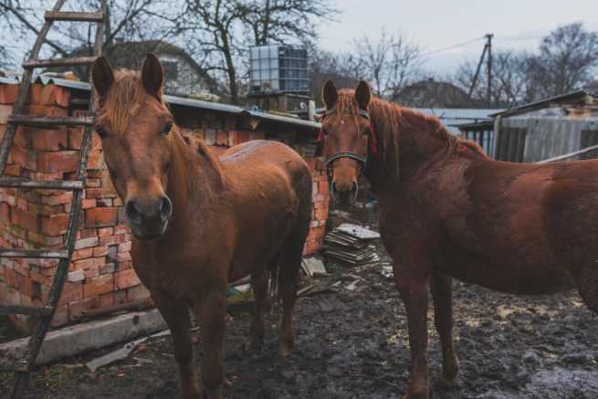 Wybieg dla koni sąsiada pod oknem, jak rozwiązać problem uciążliwego fetoru?