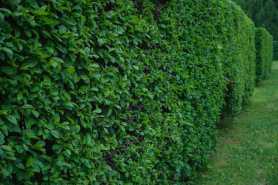 Stary żywopłot przy granicy działki a żądania nowych sąsiadów, co mówi prawo?