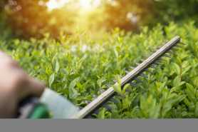 Przycinanie krzewów na granicy działek, prawa i obowiązki właścicieli